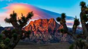 Red rock desert under a clear sky with Joshua trees in the foreground